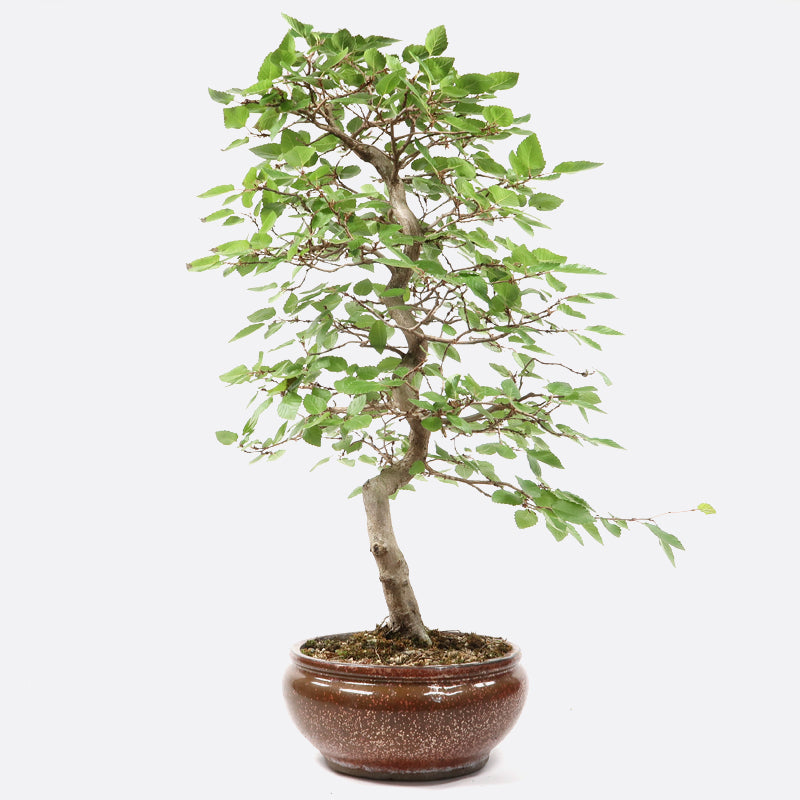 Carpinus - Hainbuche, ca. 15 jährig, 55-60 cm, Gartenbonsai