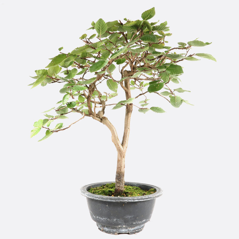 Carpinus - Hainbuche, ca. 11 jährig, 35-40 cm, Gartenbonsai