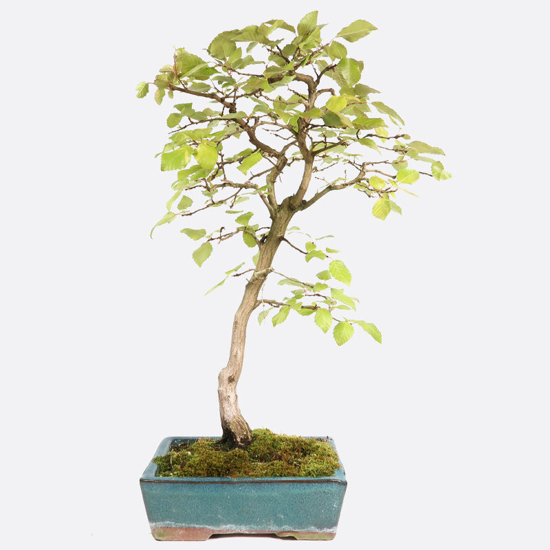 Carpinus - Hainbuche, ca. 12 jährig, 45-50 cm, Gartenbonsai