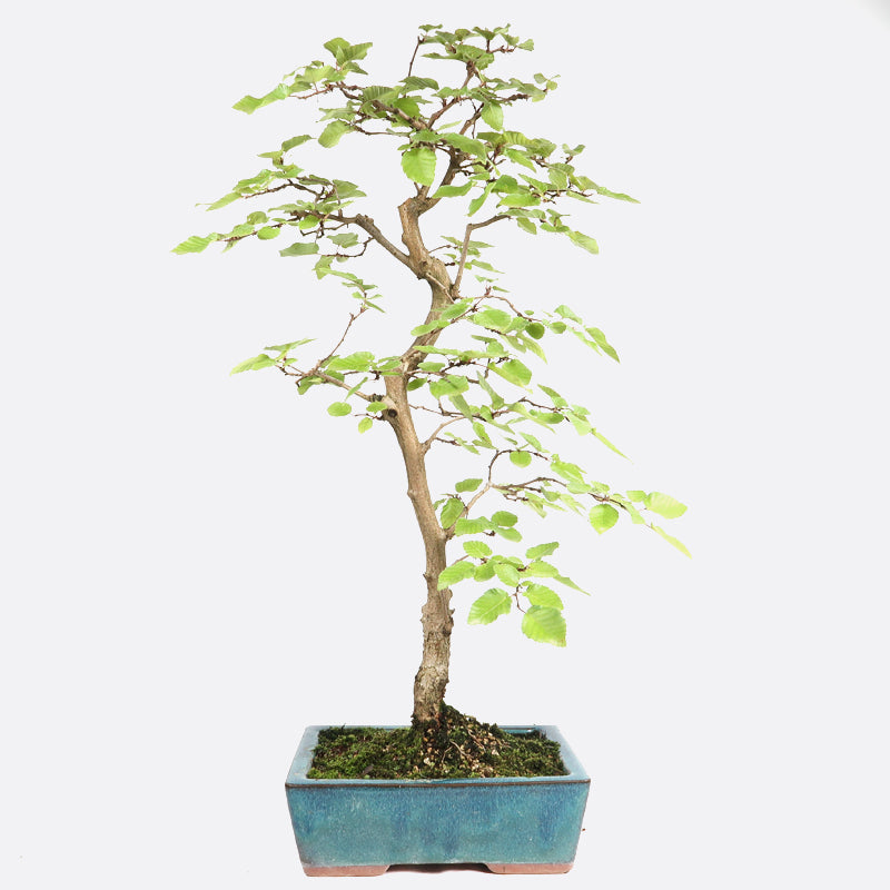 Carpinus - Hainbuche, ca. 12 jährig, 45-50 cm, Gartenbonsai