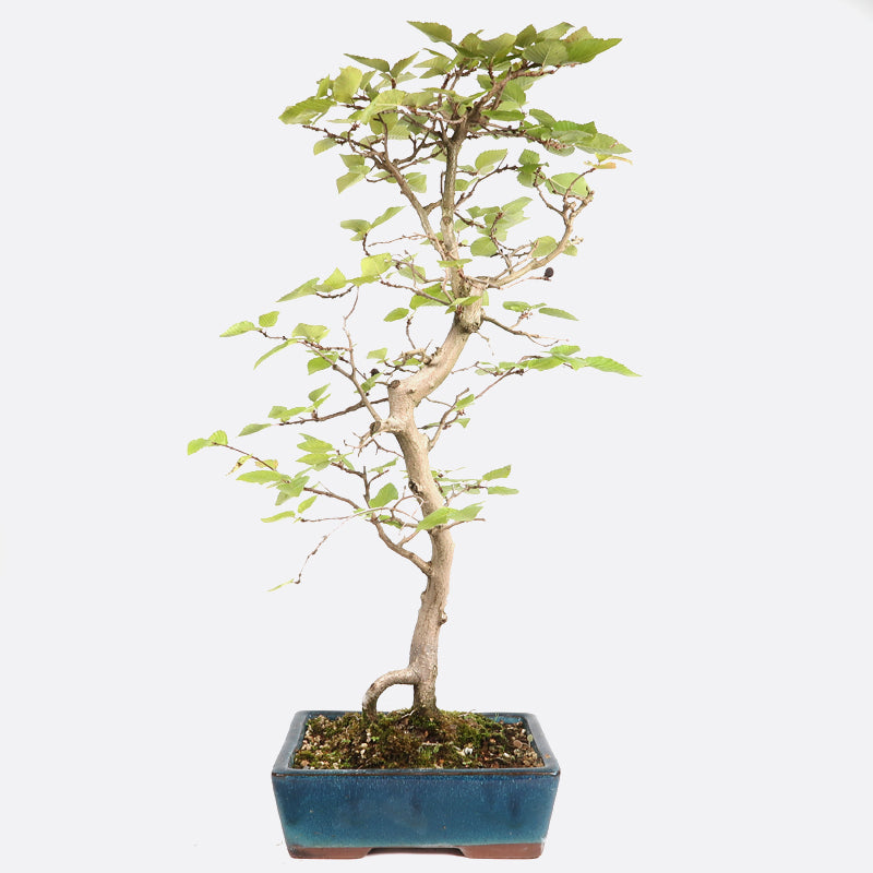 Carpinus - Hainbuche, ca. 12 jährig, 50-55 cm, Gartenbonsai