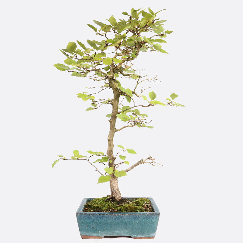 Carpinus - Hainbuche, ca. 12 jährig, 50-55 cm, Gartenbonsai