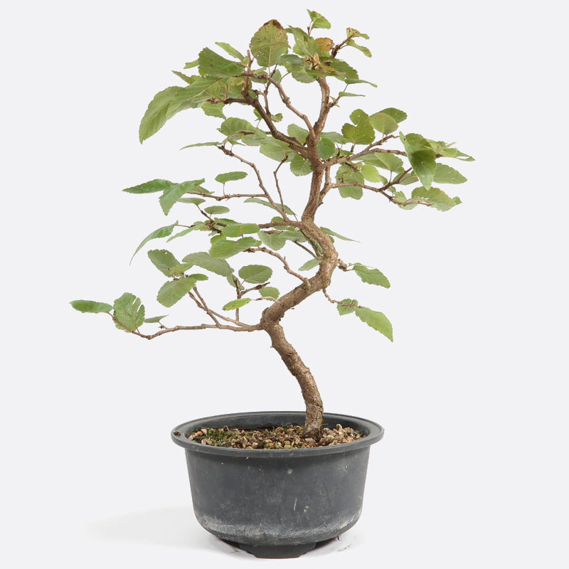 Carpinus - Hainbuche, ca. 7-8 jährig, 30-35 cm, Gartenbonsai