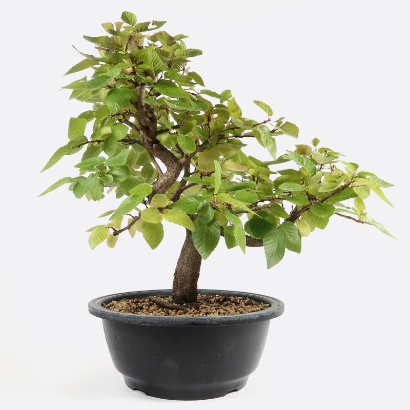 Carpinus - Hainbuche, ca. 12 jährig, 35-40 cm, Gartenbonsai