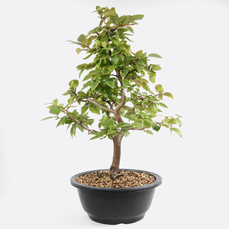 Carpinus - Hainbuche, ca. 11-12 jährig, 45-50 cm, Gartenbonsai