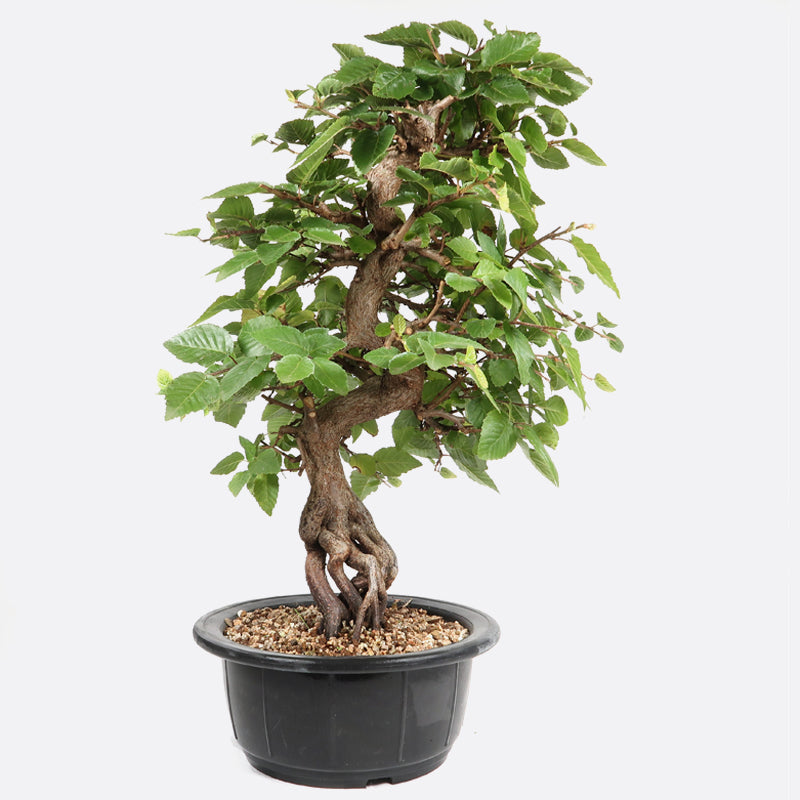 Carpinus - Hainbuche, ca. 18 jährig, 35-40 cm, Gartenbonsai