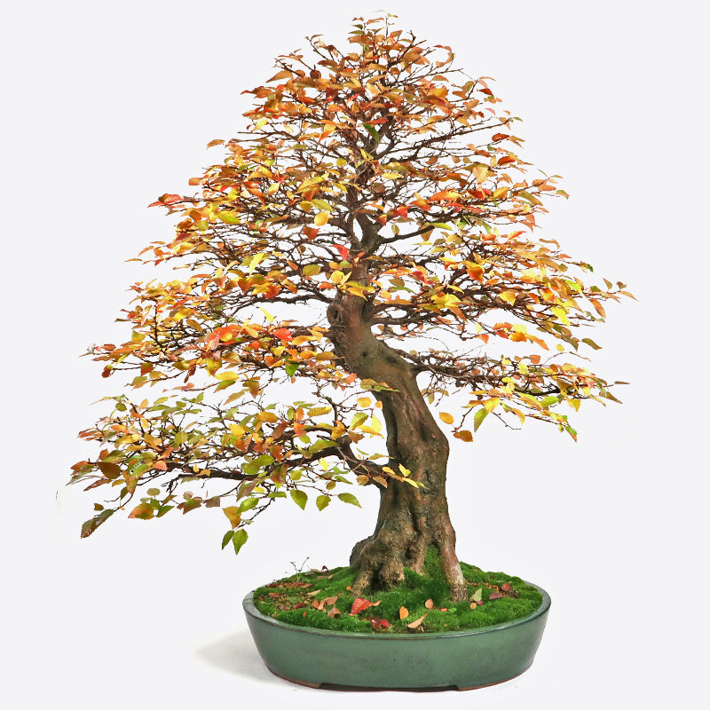 Carpinus coreana