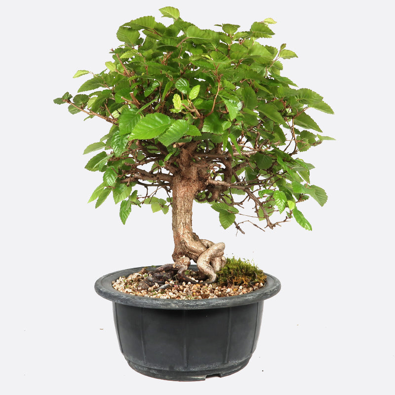 Carpinus - Hainbuche, ca. 18 jährig, 30-35 cm, Gartenbonsai