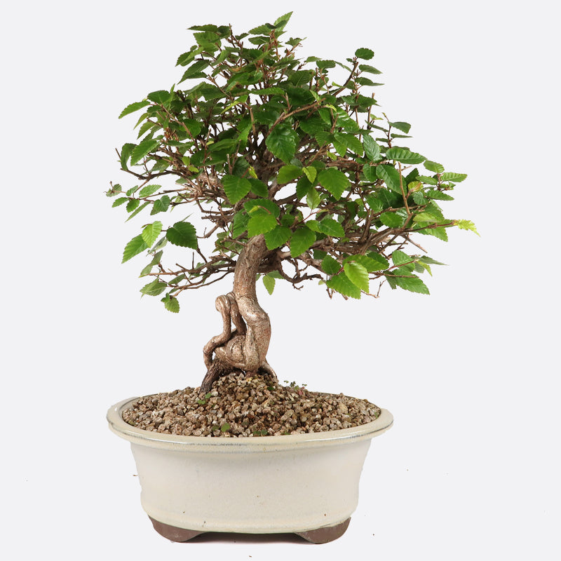 Carpinus - Hainbuche, ca. 18 jährig, 30-35 cm, Gartenbonsai