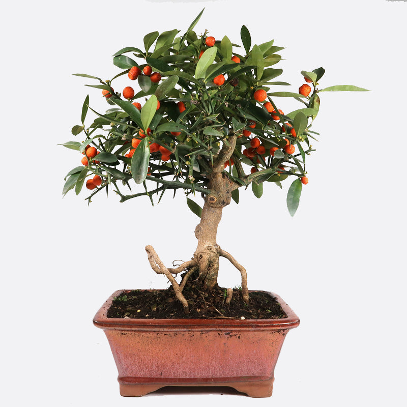 Citrus Fortunella hindsii - Mini-Kumquat, ca. 12 jährig, 35-40 cm, Kalthausbonsai