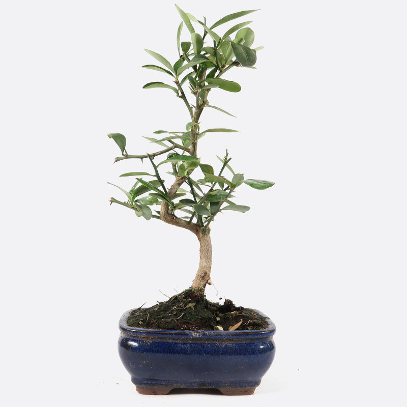 Citrus Fortunella hindsii - Mini-Kumquat, ca. 7-8 jährig, 25-30 cm, Kalthausbonsai