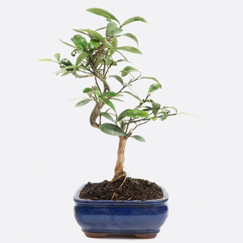 Citrus Fortunella hindsii - Mini-Kumquat, ca. 7-8 jährig, 25-30 cm, Kalthausbonsai