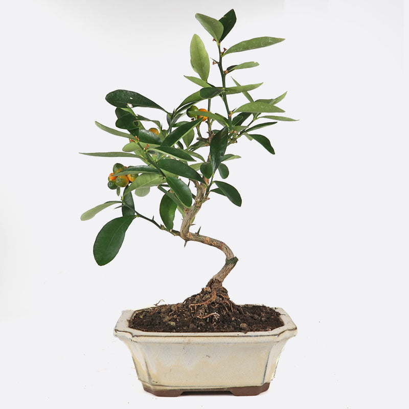 Citrus Fortunella hindsii - Mini-Kumquat, ca. 7-8  jährig, 25-30 cm, Kalthausbonsai