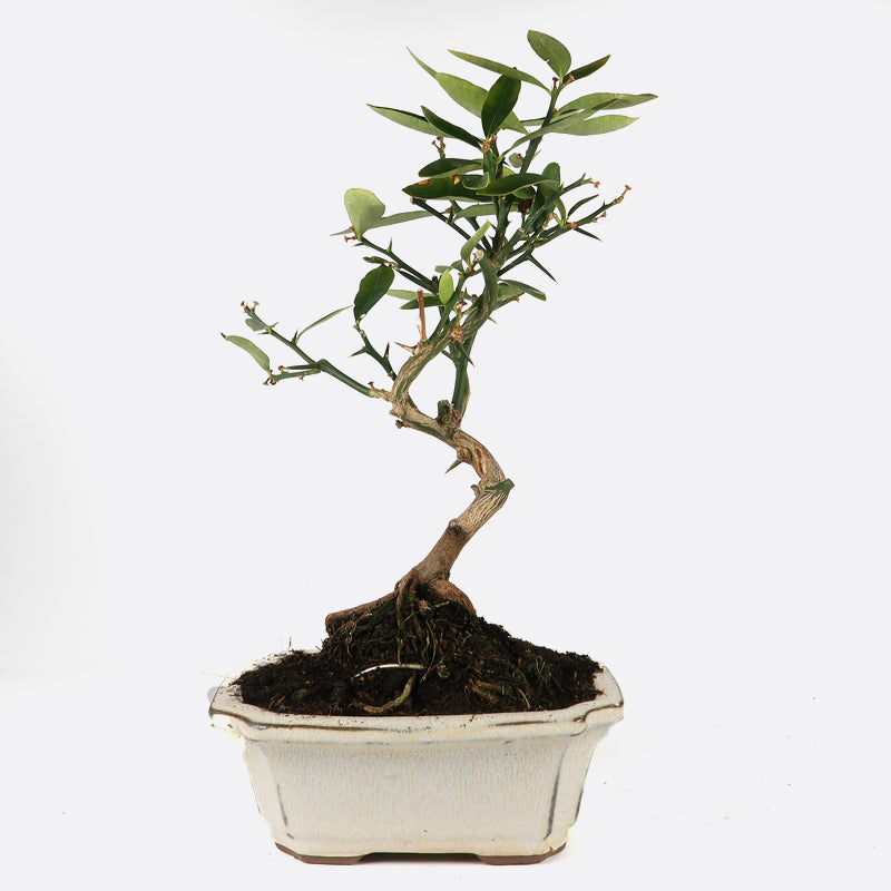 Citrus Fortunella hindsii - Mini-Kumquat, ca. 7-8  jährig, 25-30 cm, Kalthausbonsai