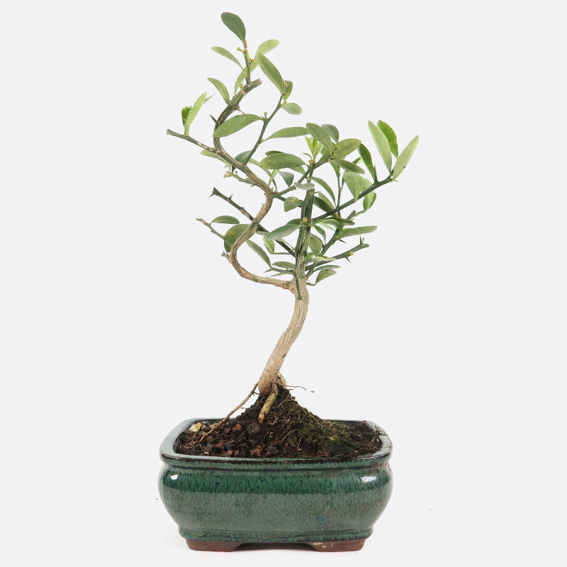 Citrus Fortunella hindsii - Mini-Kumquat, ca. 7-8 jährig, 25-30 cm, Kalthausbonsai