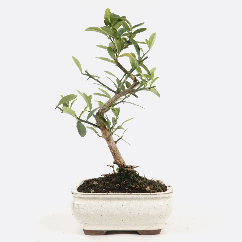 Citrus Fortunella hindsii - Mini-Kumquat, ca. 7-8 jährig, 25-30 cm, Kalthausbonsai