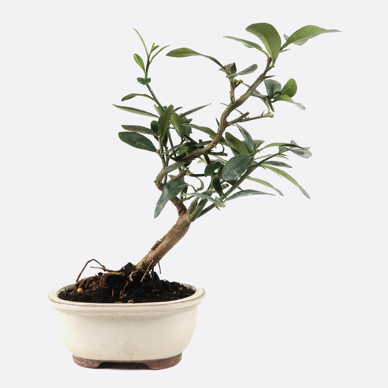 Citrus Fortunella hindsii - Mini-Kumquat, ca.  jährig, 25-30 cm, Kalthausbonsai