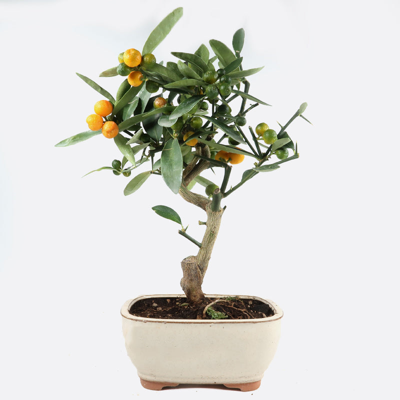Citrus Fortunella hindsii - Mini-Kumquat, ca. 10 jährig, 30-35 cm, Kalthausbonsai