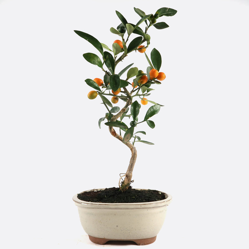 Citrus Fortunella hindsii - Mini-Kumquat, ca. 7-8 jährig, 25-30 cm, Kalthausbonsai