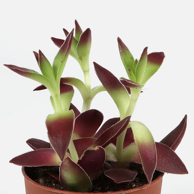 Crassula capitella campfire