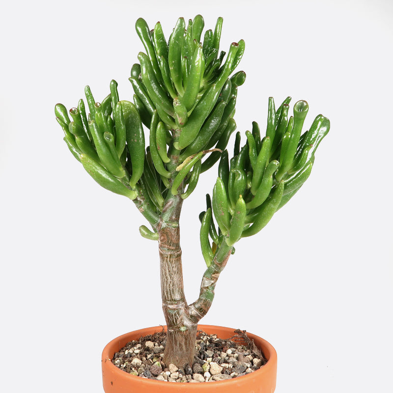 Crassula horntree