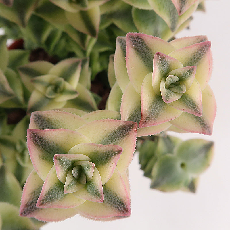 Crassula perforata variegata