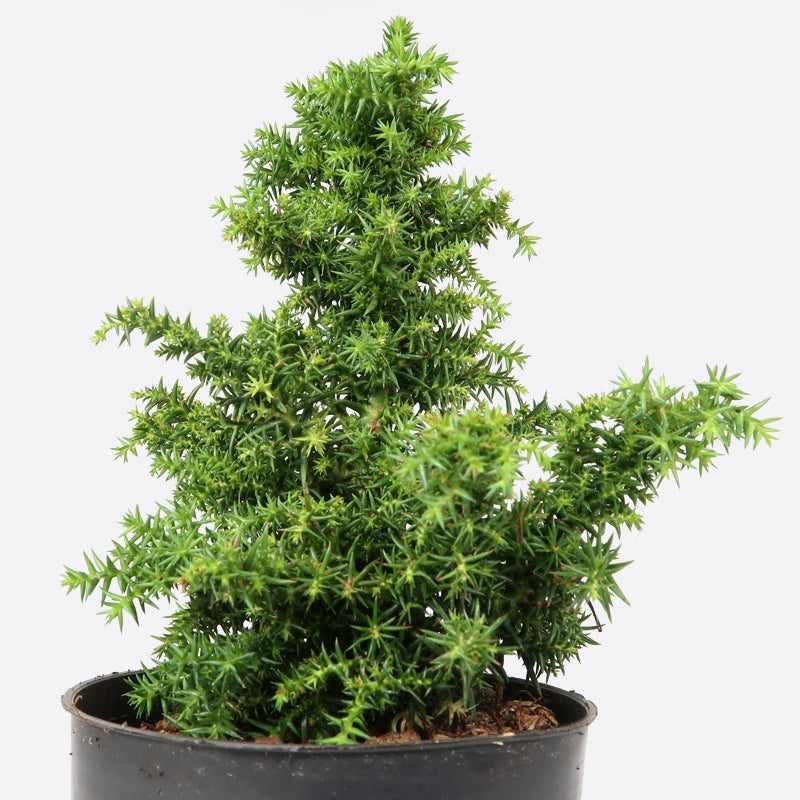 Cryptomeria japonica, japanische Sicheltanne - Pflanze zum Gestalten