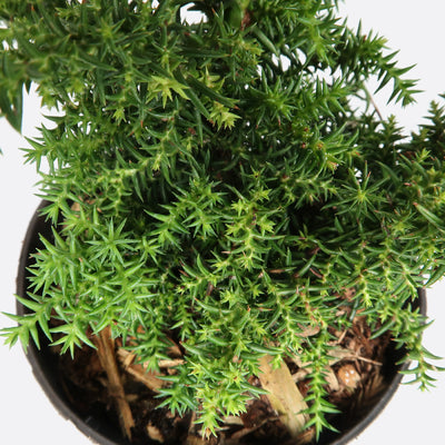 Cryptomeria japonica, japanische Sicheltanne - Pflanze zum Gestalten