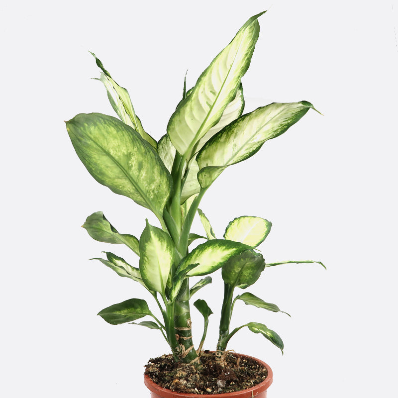 Araceae dieffenbachia