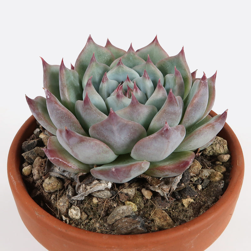 Echeveria parva