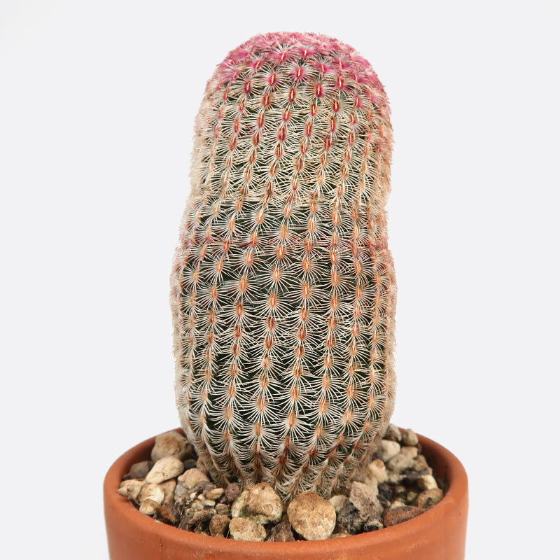 Echinocereus pectinatus lau