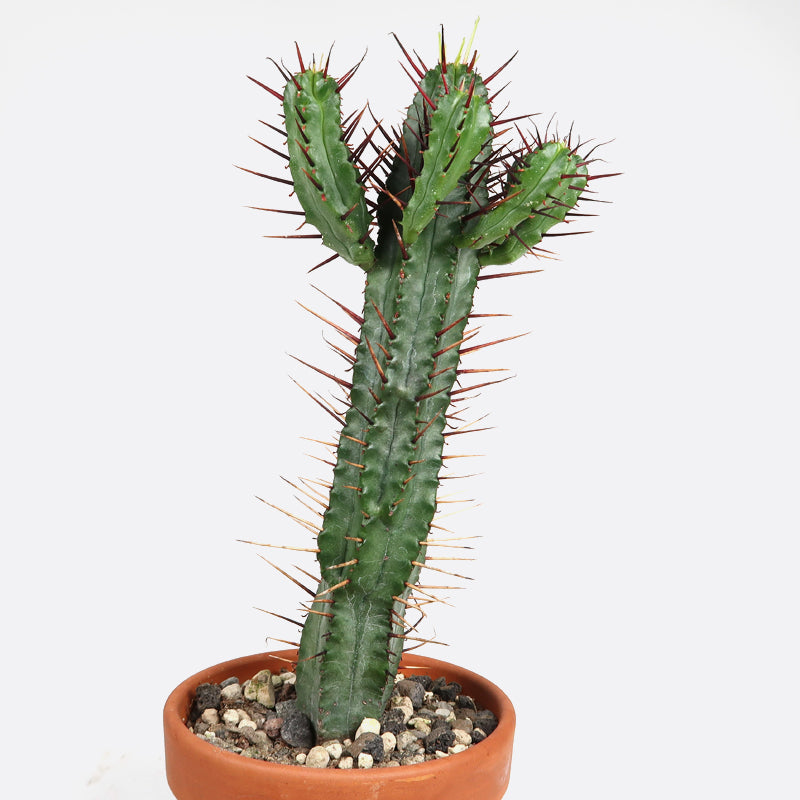 Euphorbia enopla