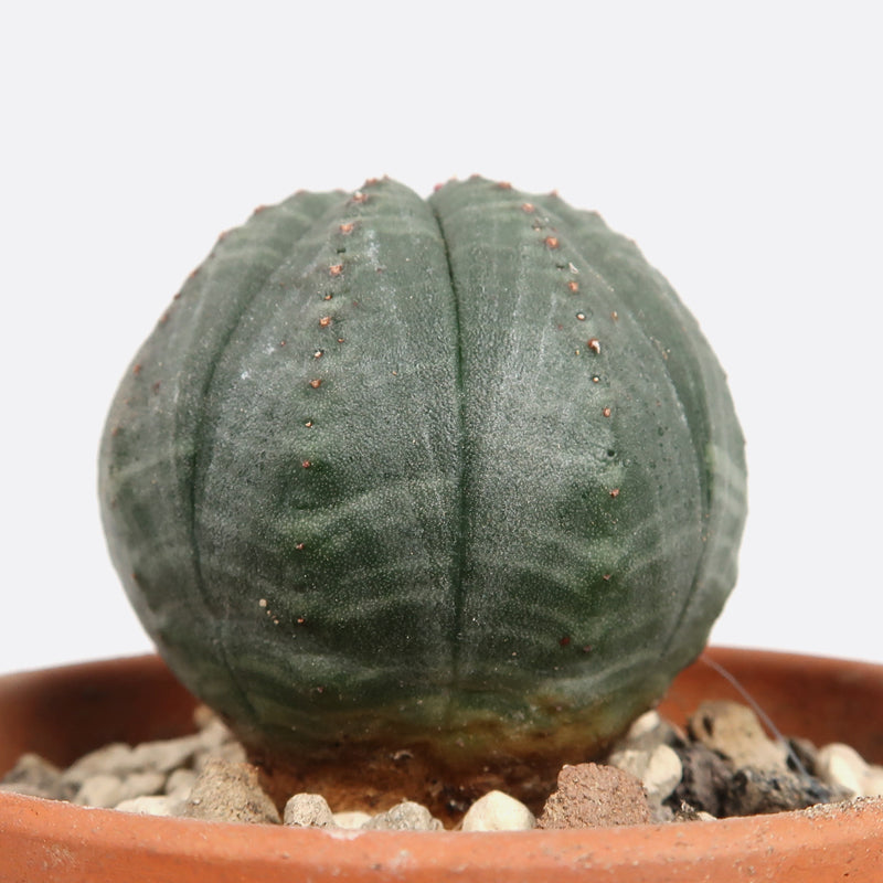 Euphorbia obesa