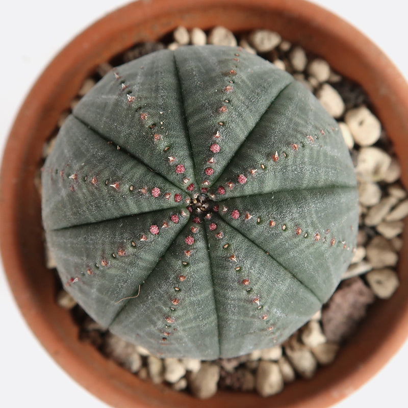 Euphorbia obesa