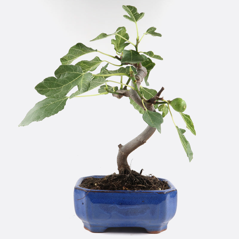 Ficus carica - Echte Feige, ca. 7-8  jährig, 20-25 cm, Kalthausbonsai