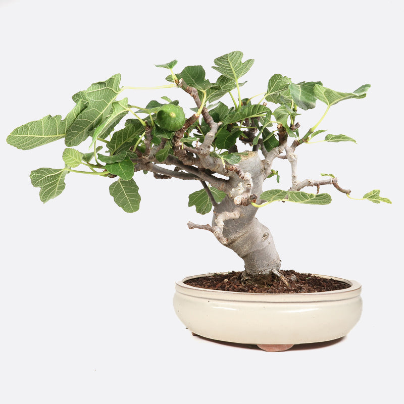 Ficus carica - Echte Feige, ca. 12-13 jährig, 30-35 cm, Kalthausbonsai