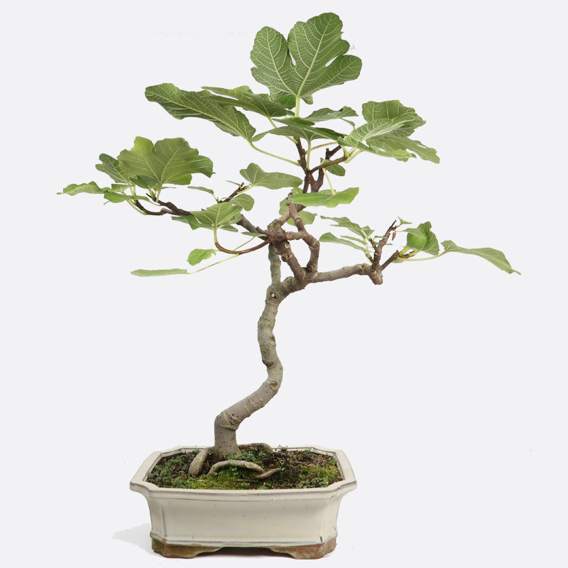 Ficus carica - Echte Feige, ca. 10 jährig, 55-60 cm, Kalthausbonsai