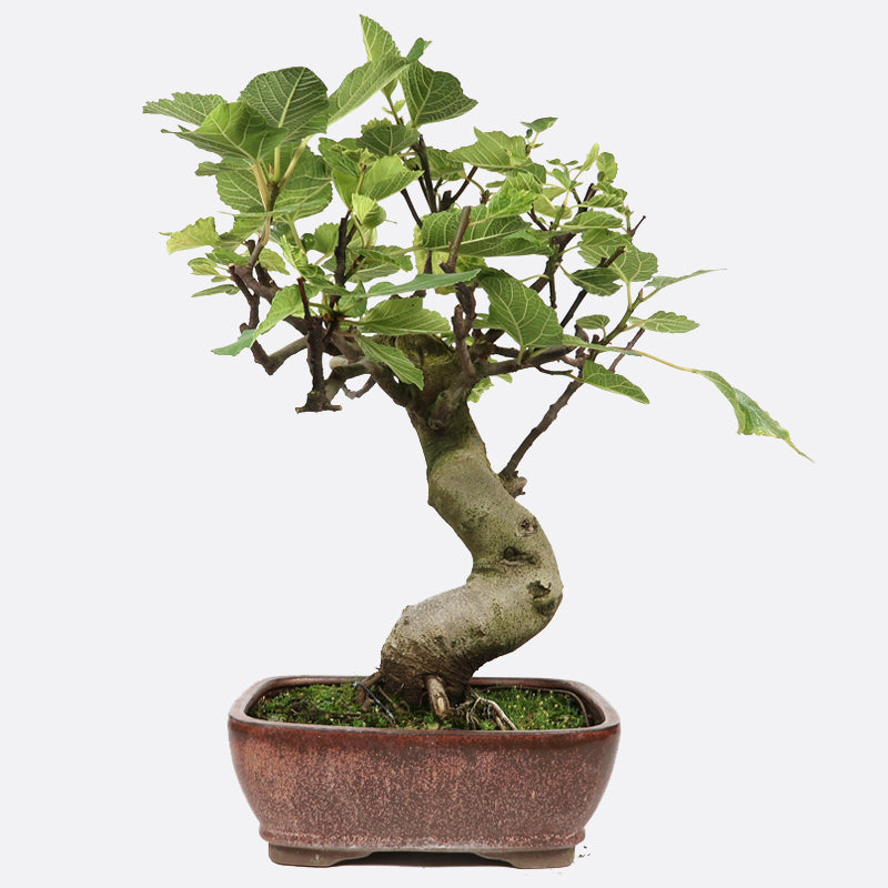 Ficus carica - Echte Feige, ca. 12 jährig, 50-55 cm, Kalthausbonsai