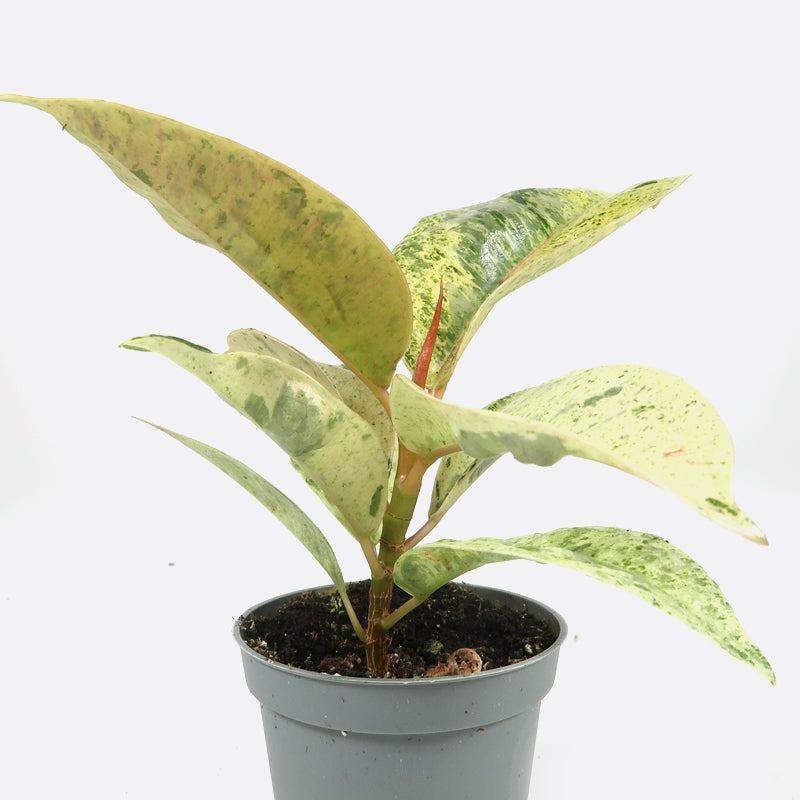Ficus elastica shivereana variegata