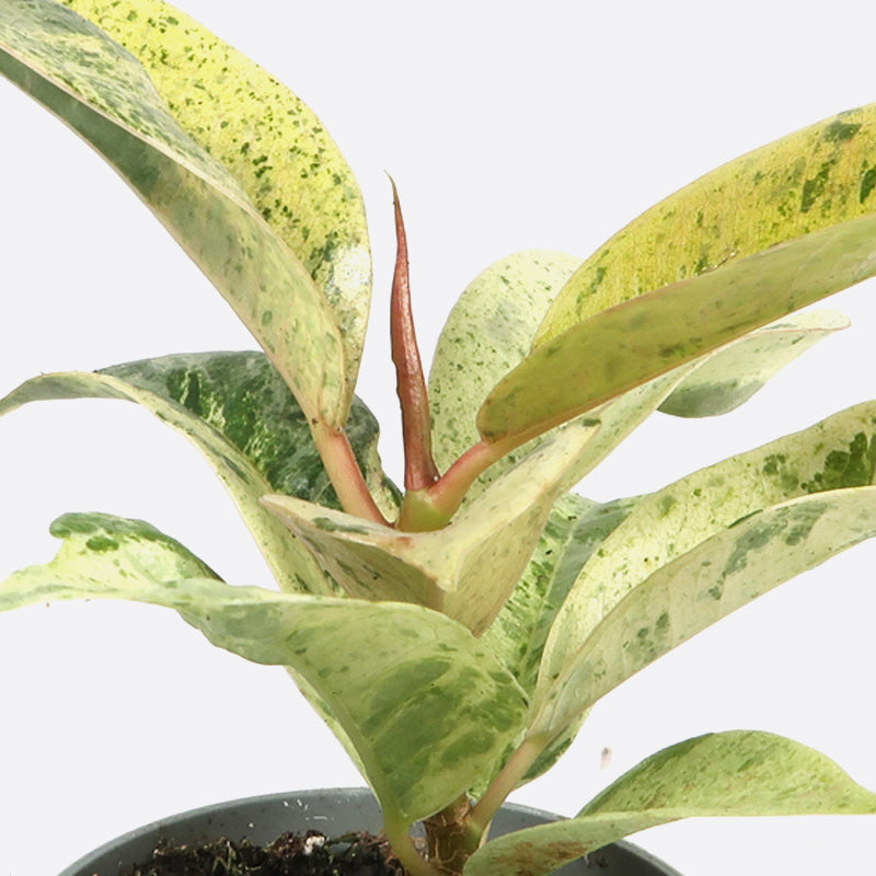 Ficus elastica shivereana variegata