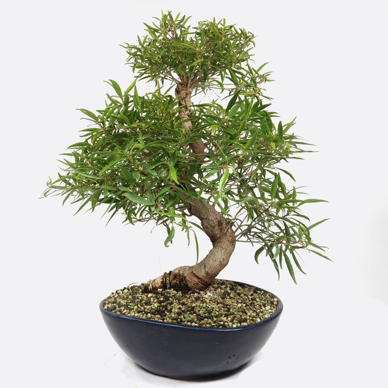 Ficus neriifolia - Oleanderfeige, ca. 16 jährig, 45-50 cm, Zimmerbonsai