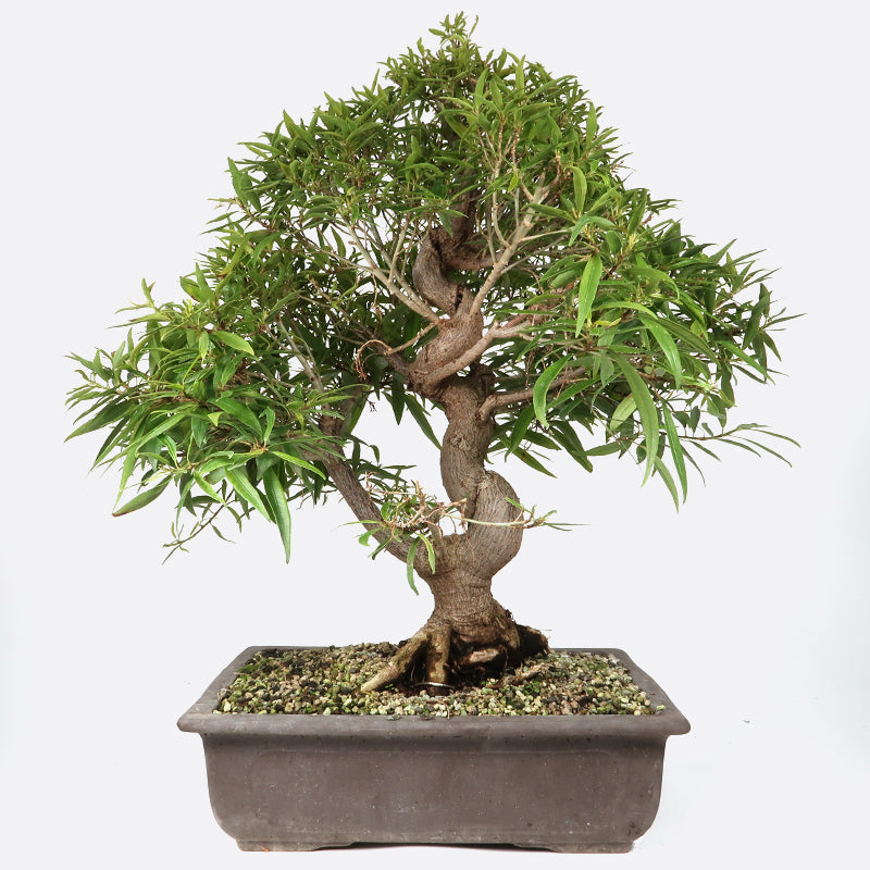 Ficus neriifolia - Oleanderfeige, ca. 17 jährig, 50-55 cm, Zimmerbonsai