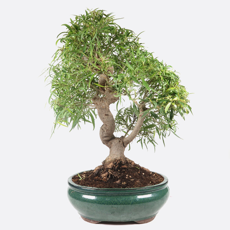 Ficus neriifolia - Oleanderfeige, ca. 17 jährig, 50-55 cm, Zimmerbonsai