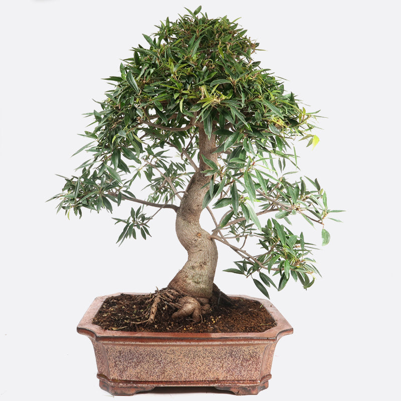Ficus neriifolia - Oleanderfeige, ca. 24 jährig, 60-65 cm, Zimmerbonsai