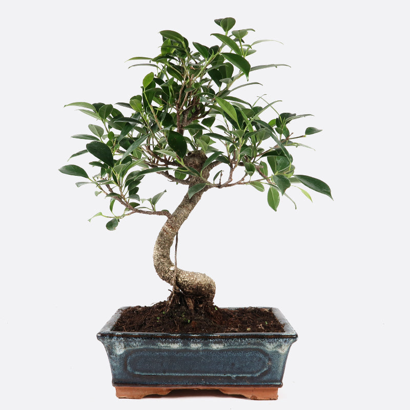 Ficus retusa - Lorbeerfeige, ca. 7-8 jährig, 35-40 cm, Zimmerbonsai