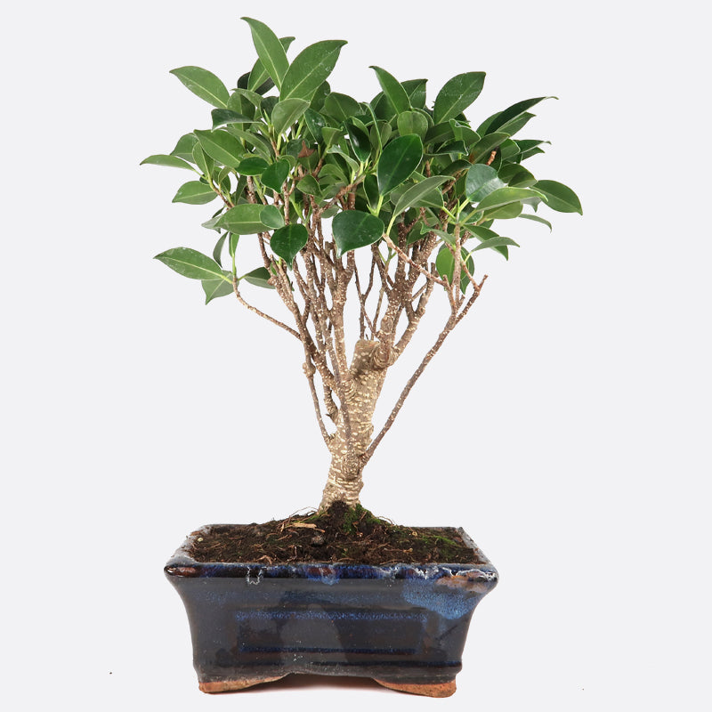 Ficus retusa - Lorbeerfeige, ca. 6 jährig, 25-30 cm, Zimmerbonsai
