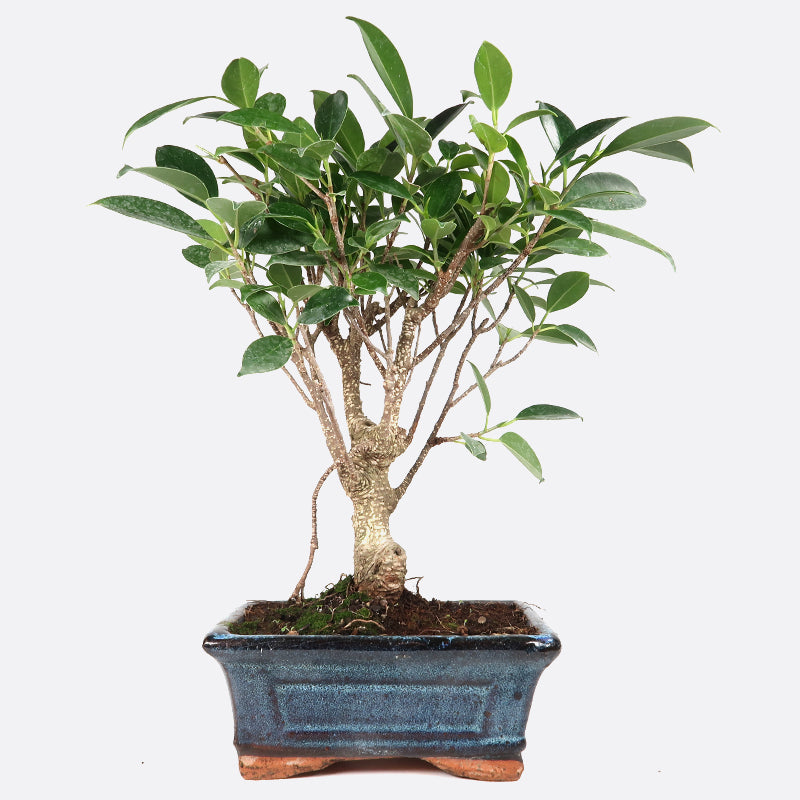 Ficus retusa - Lorbeerfeige, ca. 7 jährig, 25-30 cm, Zimmerbonsai