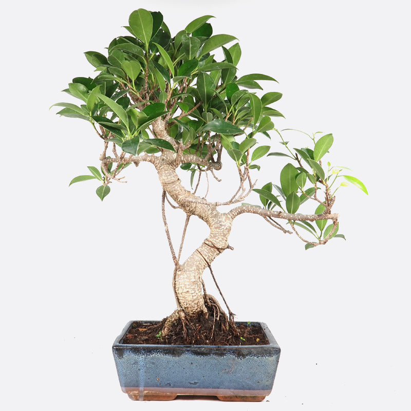 Ficus retusa - Lorbeerfeige, ca. 9 jährig, 35-40 cm, Zimmerbonsai