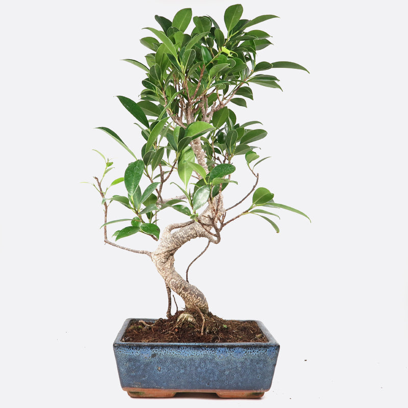 Ficus retusa - Lorbeerfeige, ca. 9 jährig, 35-40 cm, Zimmerbonsai