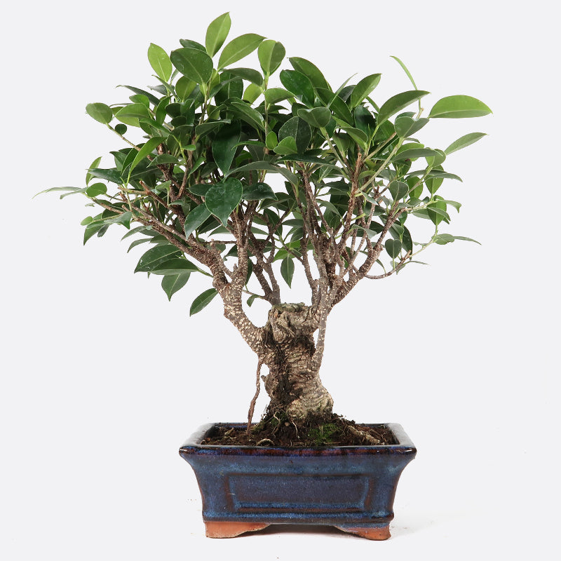 Ficus retusa - Lorbeerfeige, ca. 6-7 jährig, 25-30 cm, Zimmerbonsai